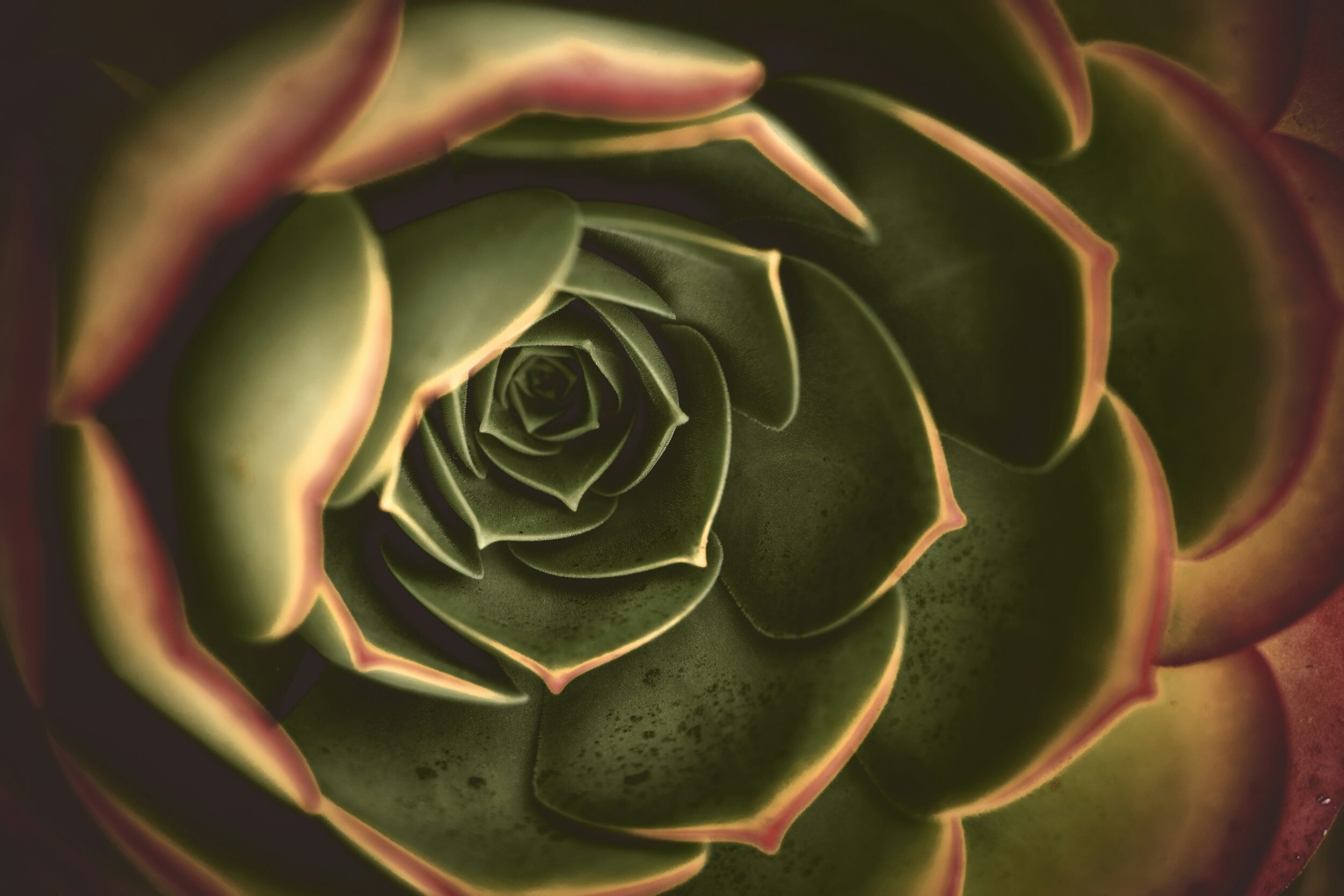 Succulent rose